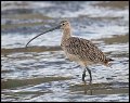 _5SB9802 long-billed curlew
